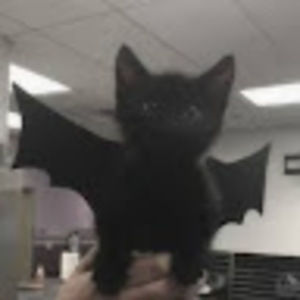 Meet your Posher, Riley